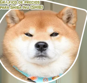 Precio shiba inu
