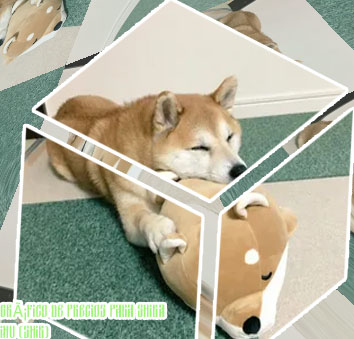 Shiba inu precio